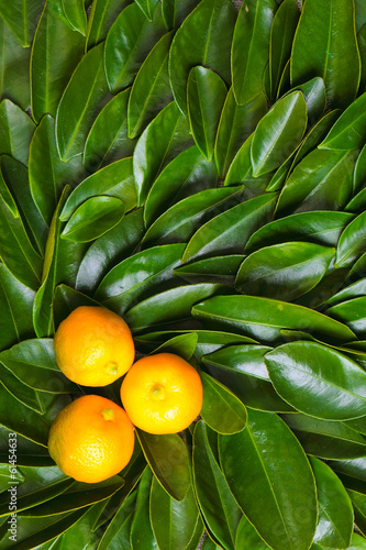 Fototapeta na wymiar Ripe calamondin citrus fruits