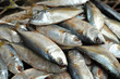 © J.NATAYO - Mackerel fish