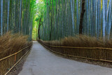 Fototapeta Dziecięca - Chikurin-no-Michi (Bamboo Grove) at Arashiyama in Kyoto