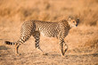 Cheetah in Serengeti National Park, Tanzania