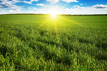 Beautiful sunset on green field