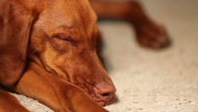Sleeping Hungarian Vizsla Dog At Midnight