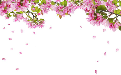 Wall Mural - apple tree blossom branches and falling petals