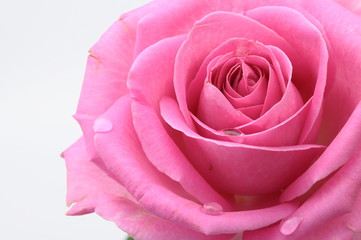 Fotomurales - Close up of pink rose heart