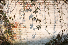 Old White Plastered Wall Covered With A Hanging Bramble