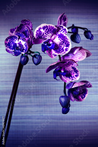 Plakat na papierze fotorealistycznym Piękny kwiat orchidei, phalaenopsis
