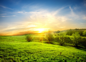 Wall Mural - green fields of grass