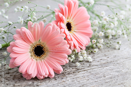 Fototapeta do kuchni Pinke Gerbera auf Holz