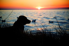 Hunting Dog By The Sunset
