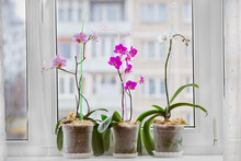 Orchid Plants By The Window