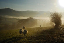 Sheep In The Mist