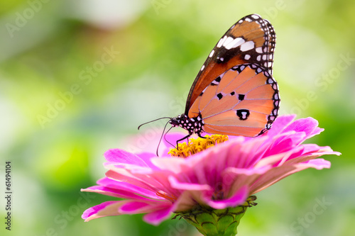 Board z aluminiowym obramowaniem Zbliżenie motyl na kwiat (wspólny motyl tygrysa)