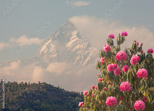 Fotoboard na płycie Wiosenne rododendrony i szczyt Machapuchare (6993 m).
