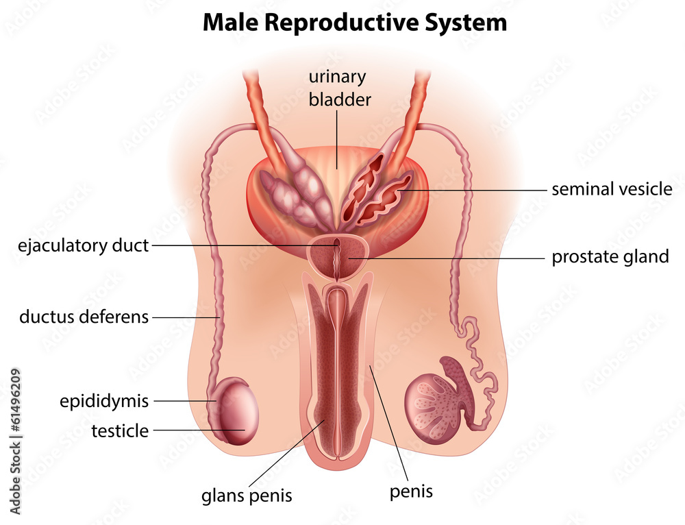 Anatomy reproductive system