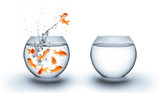 Fototapeta  - goldfish jumping out of the water - improvement concept - white