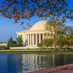 Fototapete - the Jefferson Memorial during the Cherry Blossom Festival in DC
