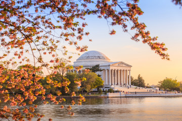 Fototapete - the Jefferson Memorial during the Cherry Blossom Festival in DC