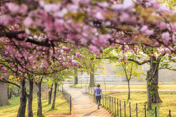 Fototapete - Cherry Blossom Festival. Washington, DC