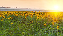 Sunflower Field On Sunset