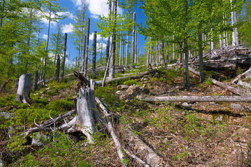 Fototapete - Nationalpark Bayerischer Wald, Lusen, Waldsterben, Walderneuerun