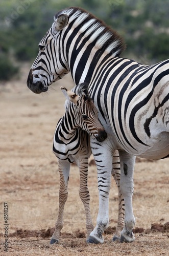 Board z aluminiowym obramowaniem Zebra dla dzieci i matka