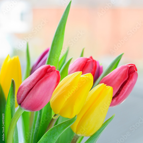 Plakat na papierze fotorealistycznym Wielobarwne tulipany