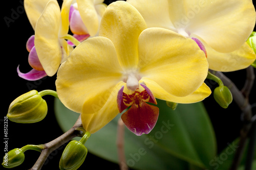 Plakat na papierze fotorealistycznym Żółta orchidea odizolowywająca na czarnym tle