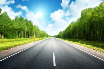 Wall Mural - road in summer forest