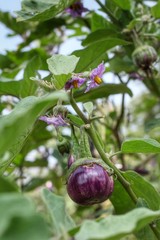 Wall Mural - purple eggplant and flower