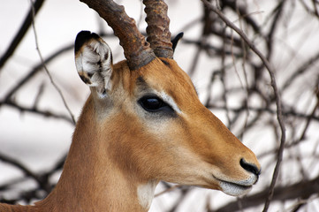 Wall Mural - Impala im Chobe Nationalpark, Botswana