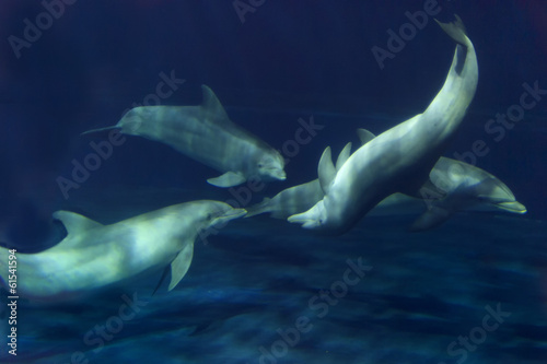 Obraz na płótnie canvas Delfin podwodny
