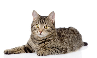 tabby cat lying and looking at camera. isolated on white 