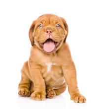 Bordeaux Puppy Dog Sitting In Front. Isolated On White 