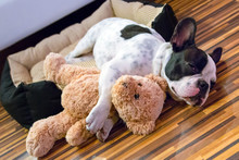 French Bulldog Puppy Sleeping With Teddy Bear