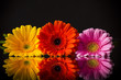 Colored gerber flower
