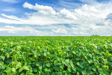 Soybean field