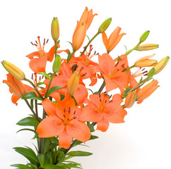 orange lily isolated on white background