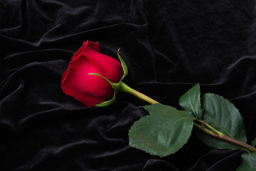 Beautiful red rose on black satin