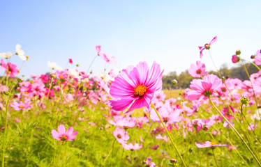 Wall Mural - beautiful blossom spring with blue sky