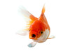 Gold fish on a white background : Clipping path included.