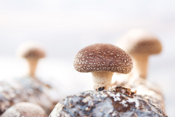 Wall Mural - Shiitake mushroom growing on trees