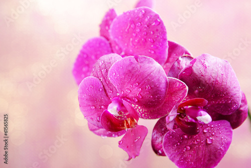 Plakat na papierze fotorealistycznym Piękna kwitnąca orchidea na jasnym tle koloru