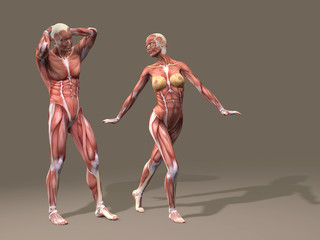 Human man and woman anatomy