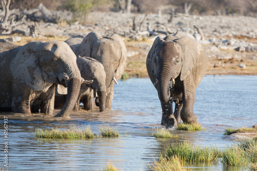 Plakat na papierze fotorealistycznym Słonie w etosha