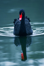 Beauty Of Black Swan In The Pond