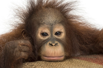 Close-up of a young Bornean orangutan looking tired