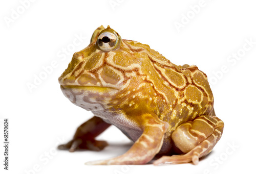 Obraz na płótnie canvas dwuczęściowy "dyptyk" Widok z boku argentyńskiej rogatych żab, ceratophrys ornata