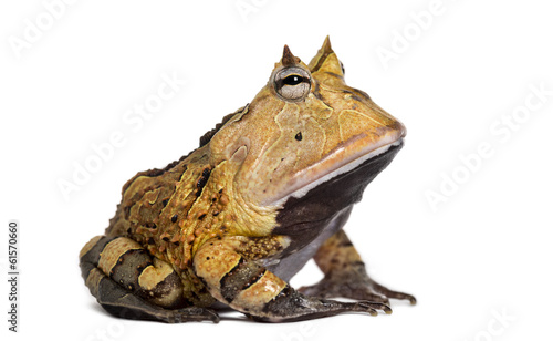 Obraz na płótnie canvas Argentyńska rogata żaba, ceratophrys ornat, odizolowywający na bielu