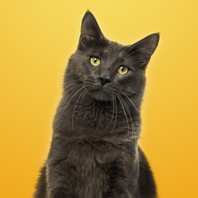 Close-up Of A Maine Coon Facing On A Yellow Background