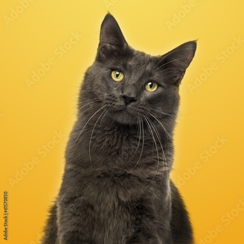 Fotoboard na płycie Zbliżenie z maine coon na żółtym tle